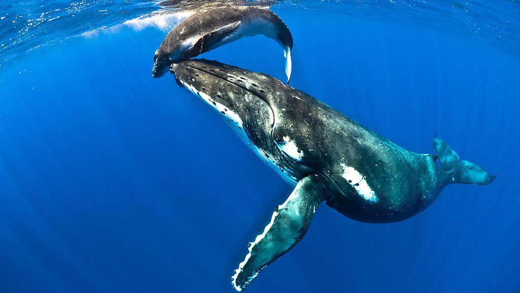 13 niue blue dive niue whale and calf