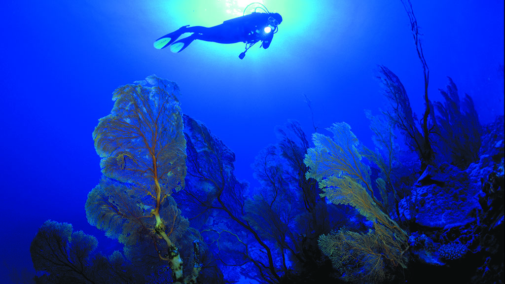 14 niue blue dive niue diver gorgonian fans