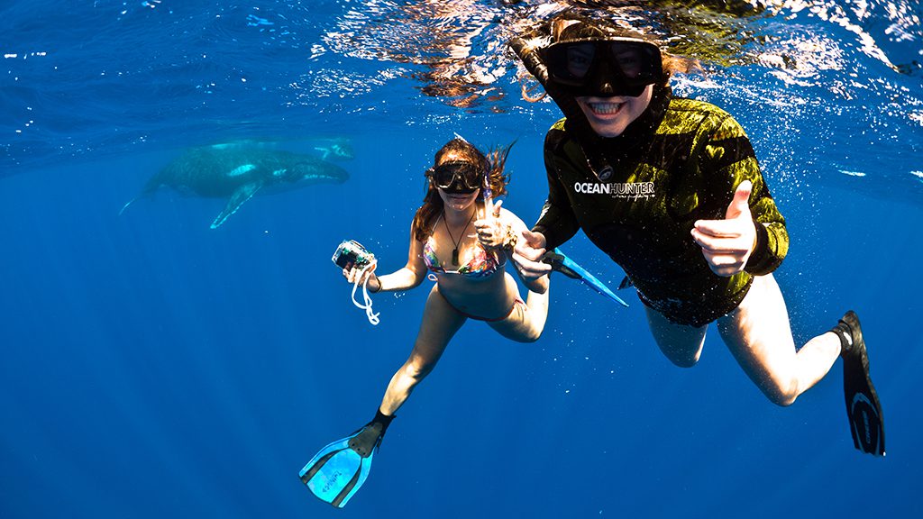 14 niue blue dive niue whale swim family