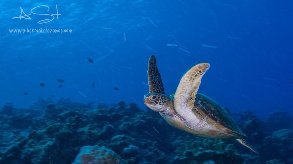 16 blue voyager liveaboard maldives turtle