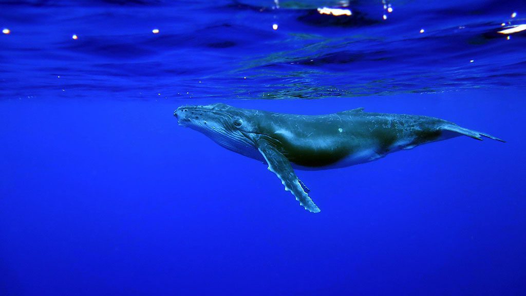 28 niue blue dive niue whale clear water