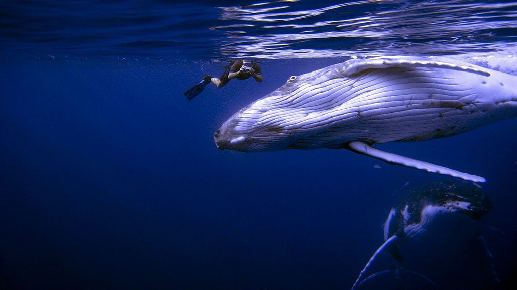 29 niue blue dive niue snorkeler whales