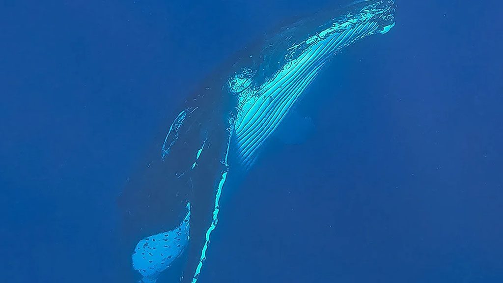 3 explore niue dive niue whale underwater
