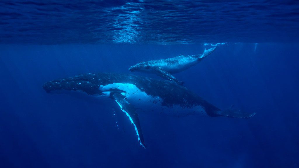 30 niue blue dive niue whale calf