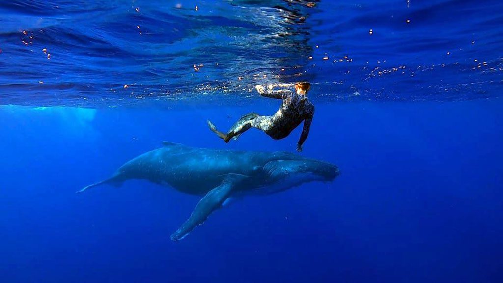 32 niue blue dive niue snorkeler whale