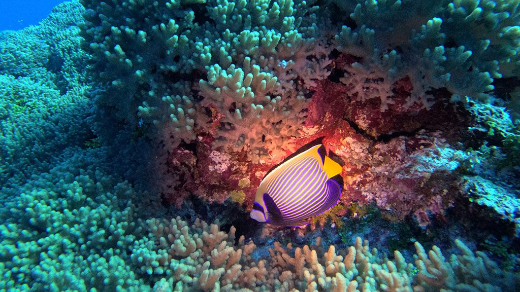 33 niue blue dive niue regal angelfish