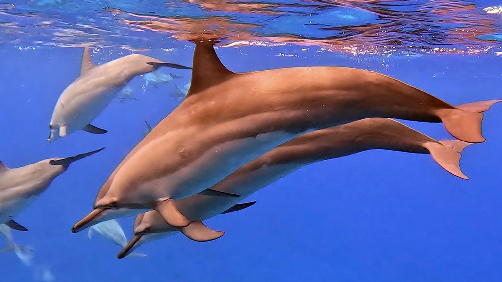 34 niue blue dive niue dolphins