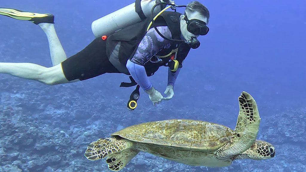 36 niue blue dive niue diver turtle