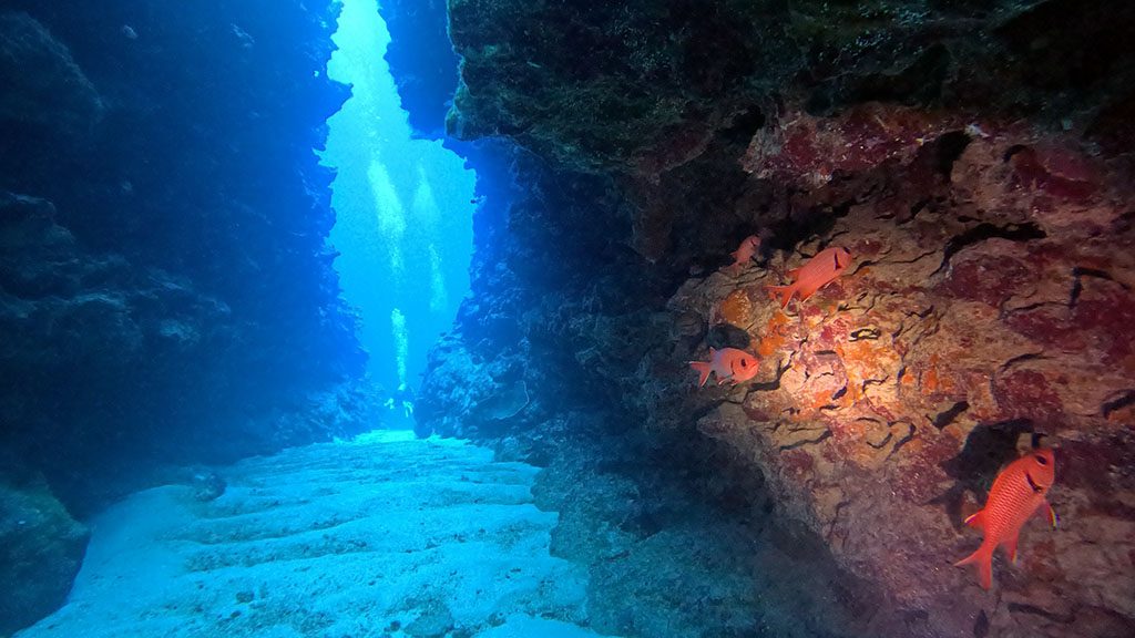 37 niue blue dive niue diver slot big eyes