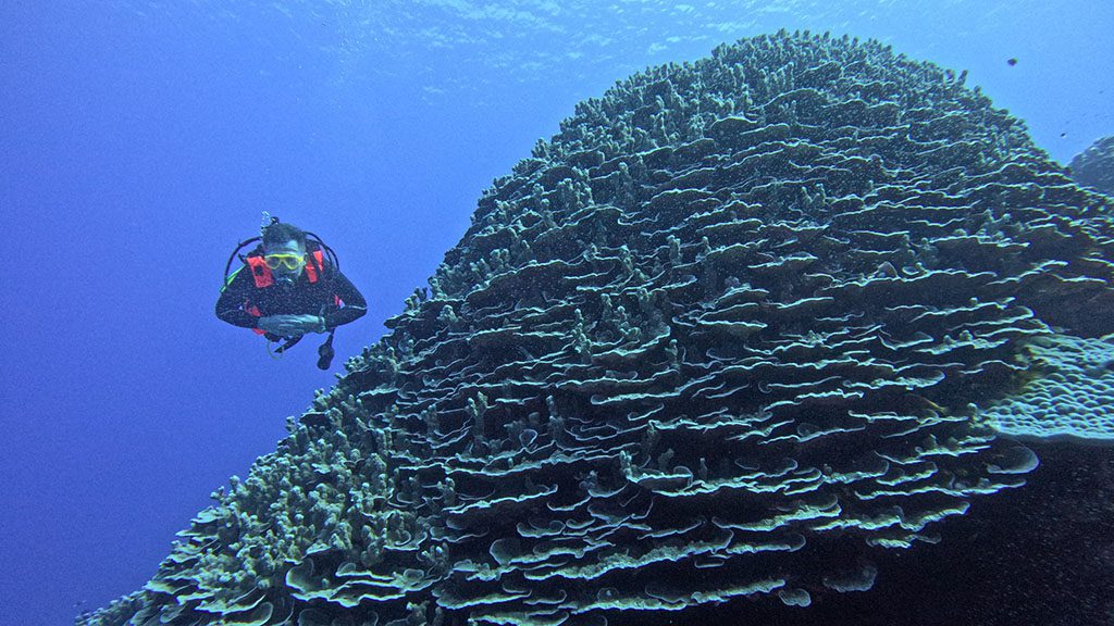 38 niue blue dive niue diver coral mountain