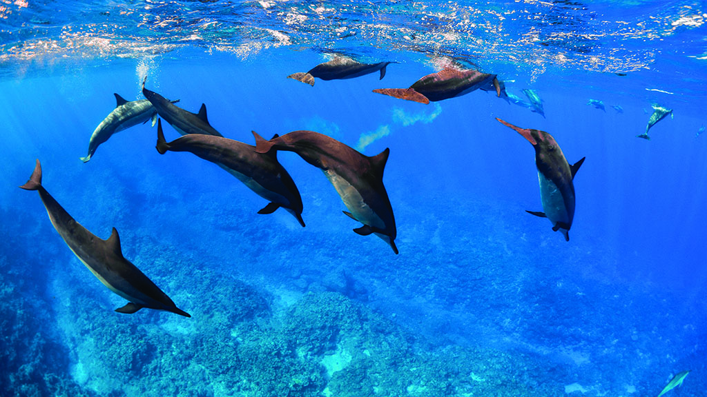 4 destination dive niue dolphins