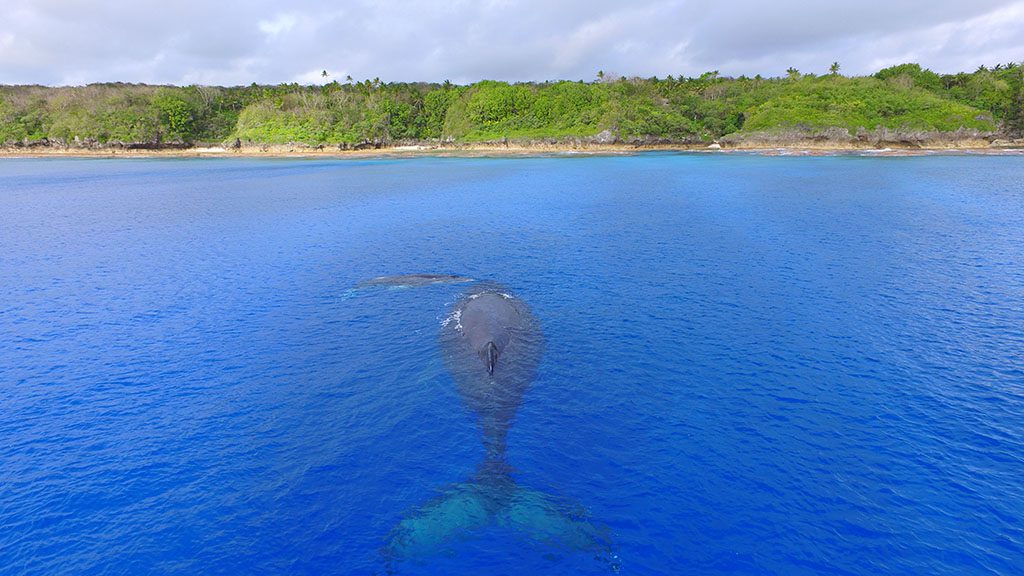4 destination dive niue whale calf coast