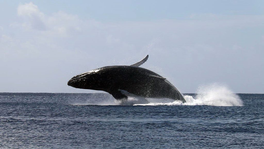 4 explore niue dive niue whale breach