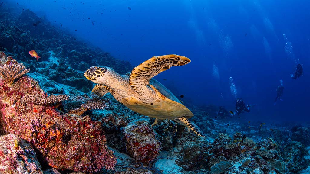 4 maldives master turtle