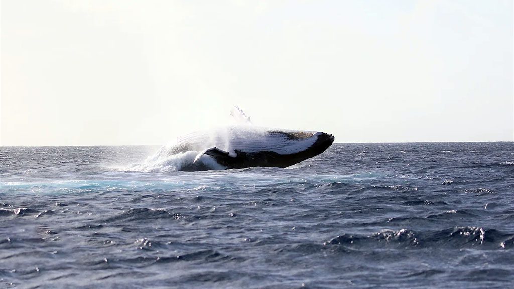 5 explore niue dive niue whale belly breach