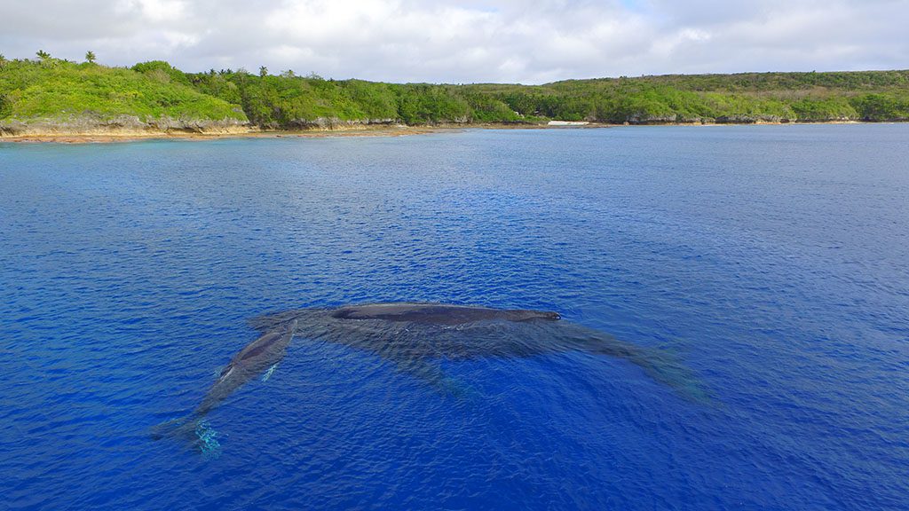 6 destination dive niue whales near coast