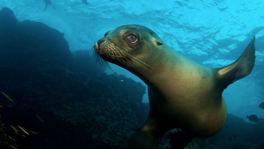 20 tiburon explorer liveaboard galapagos islands sealion