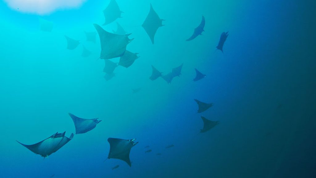 21 tiburon explorer liveaboard galapagos islands manta rays