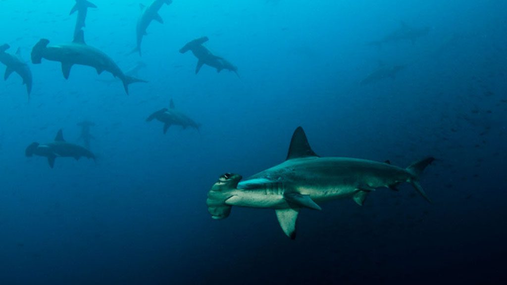 22 tiburon explorer liveaboard galapagos islands hammerheads