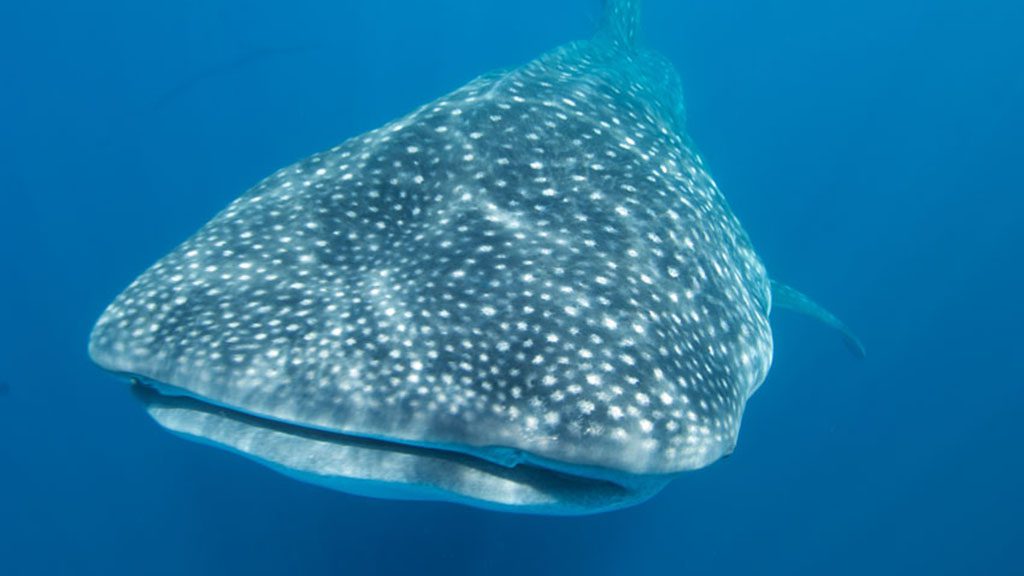 25 tiburon explorer liveaboard galapagos islands whale shark