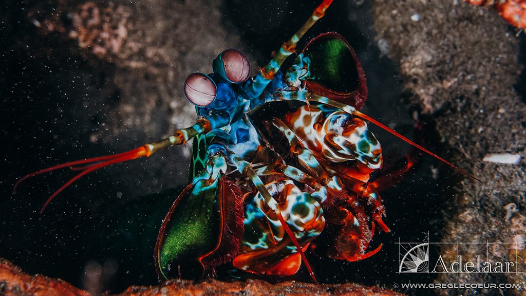 27 adelaar liveaboard komodo raja ampat indonesia mantis shrimp