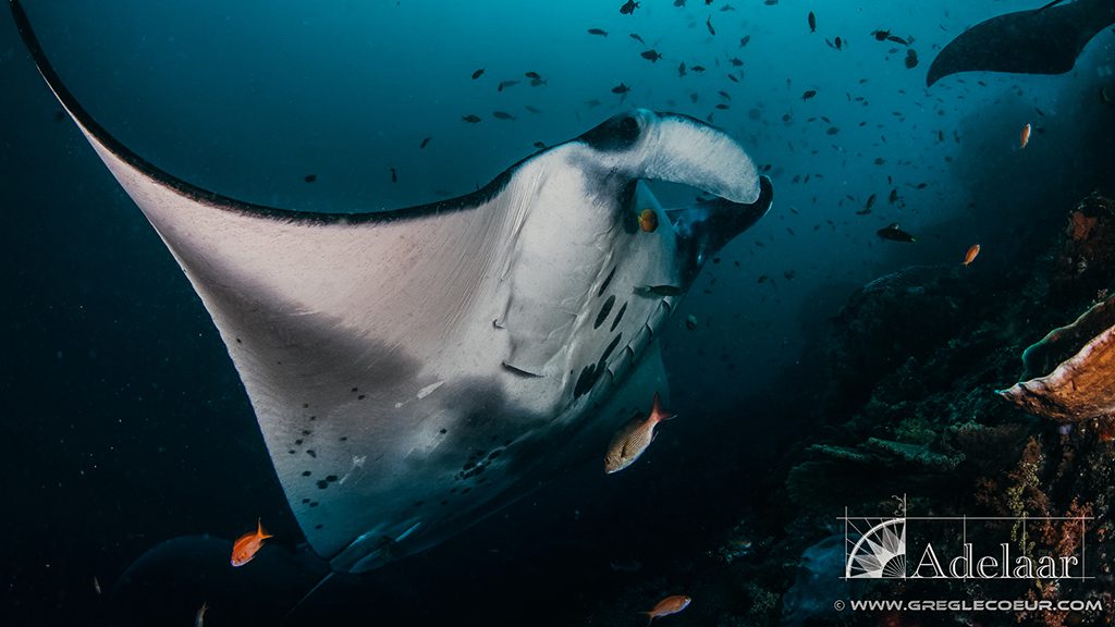 28 adelaar liveaboard komodo raja ampat indonesia manta cleaning station