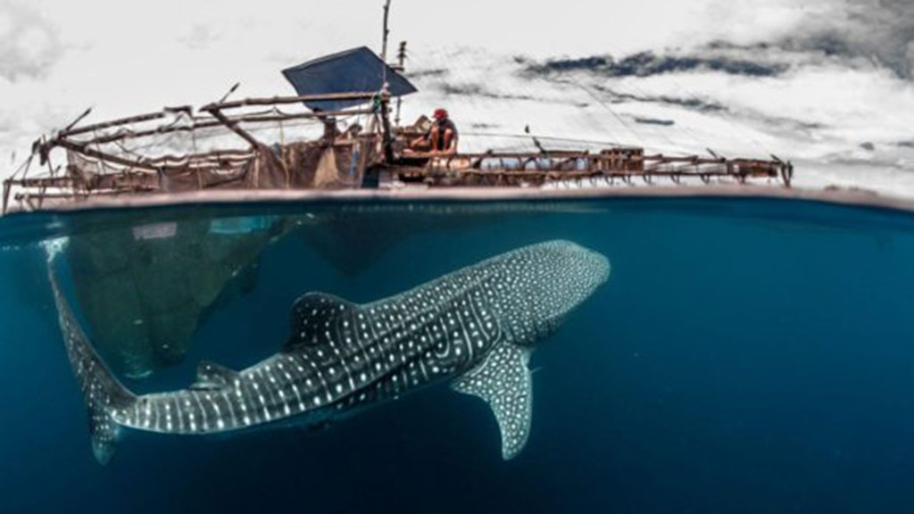 Adelaar whale shark bagan 1024