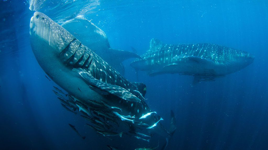 Adelaar whale sharks shutterstock 1427327156 1024