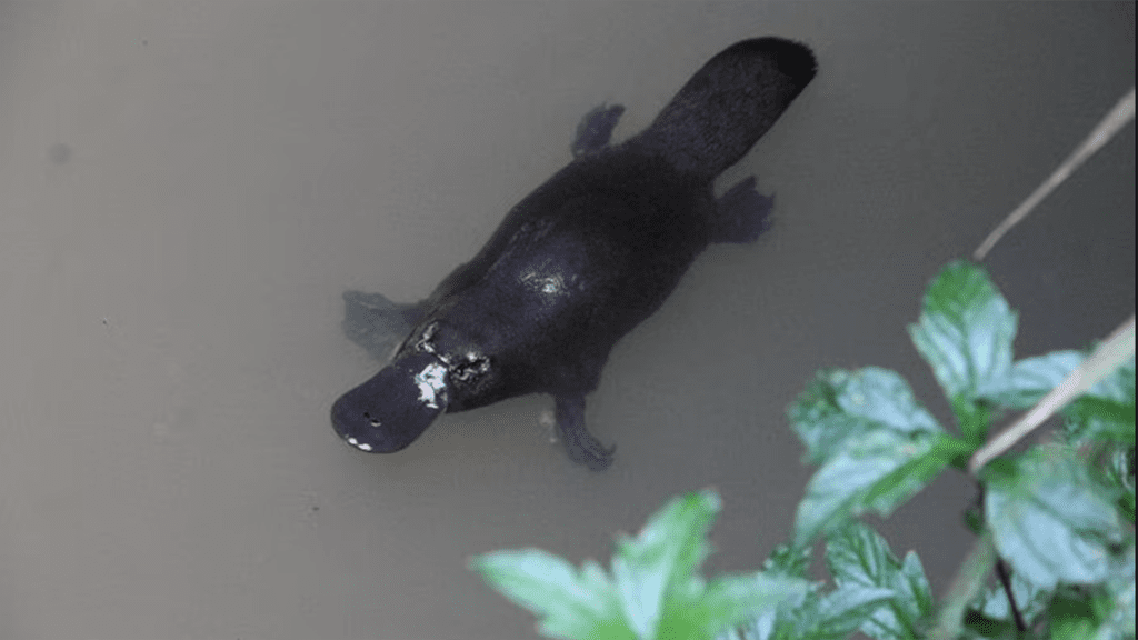 Atherton tablelands tour platypus