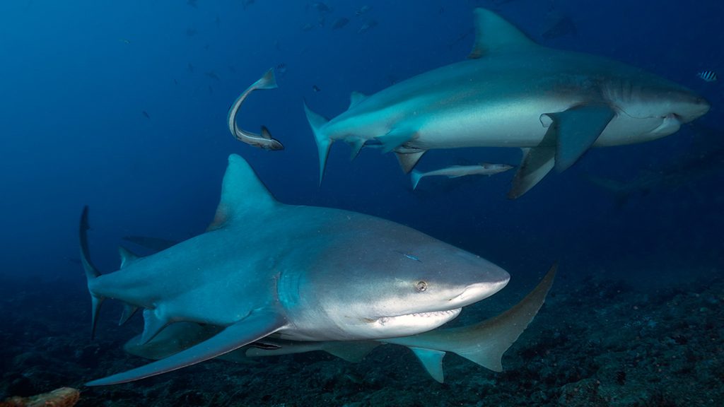 Bistro bega lagoon bull sharks