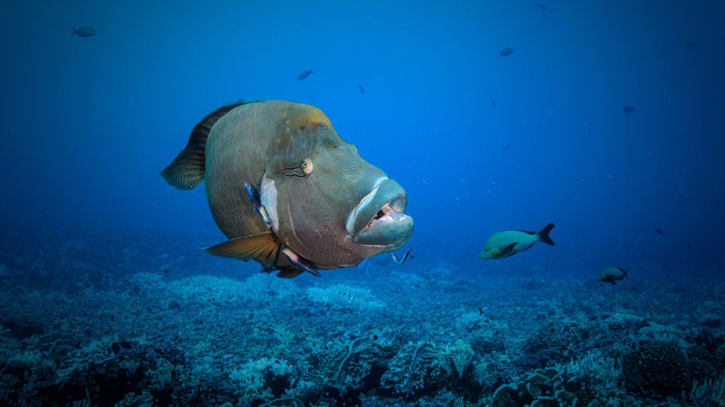 13 o2 fakarava dive fakarava french polynesia napoleon wrasse