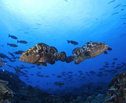 14 o2 fakarava dive fakarava french polynesia passe sud groupers feature