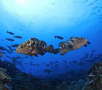 14 o2 fakarava dive fakarava french polynesia passe sud groupers feature