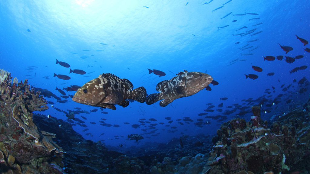 14 o2 fakarava dive fakarava french polynesia passe sud groupers