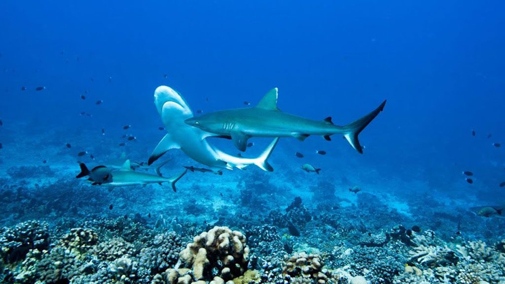 15 o2 fakarava dive fakarava french polynesia passe nord sharks