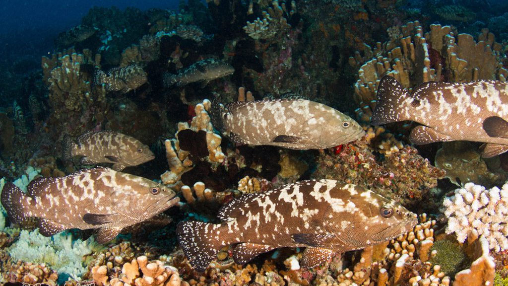 15 o2 fakarava dive fakarava french polynesia passe sud groupers