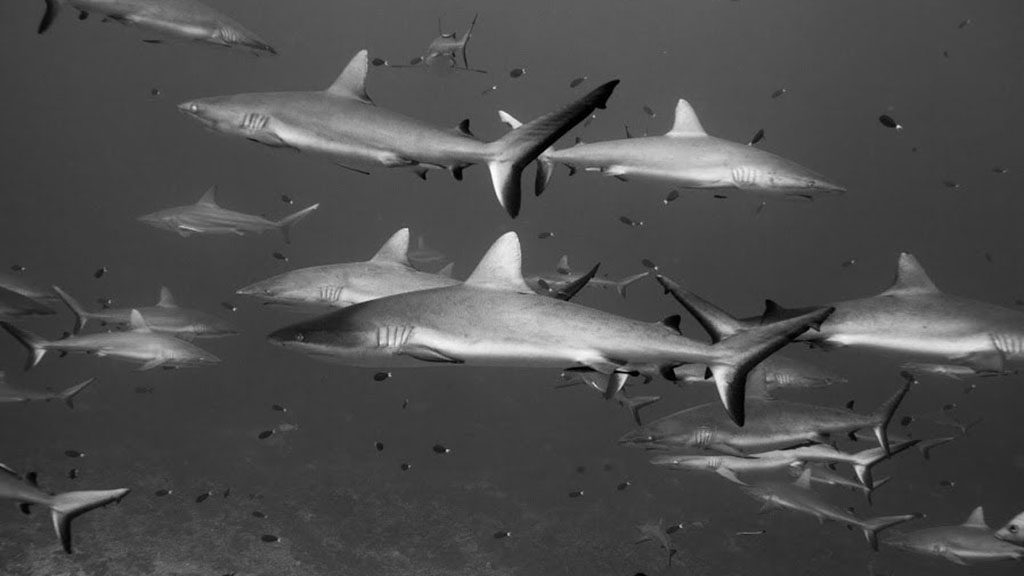 16 o2 fakarava dive fakarava french polynesia passe nord sharks