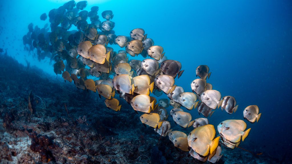 30 borneo divers mabul malaysia school of fish