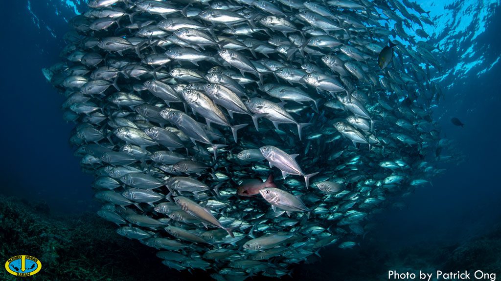 31 borneo divers mabul malaysia jack fish