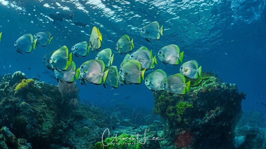 32 borneo divers mabul malaysia school of fish 2