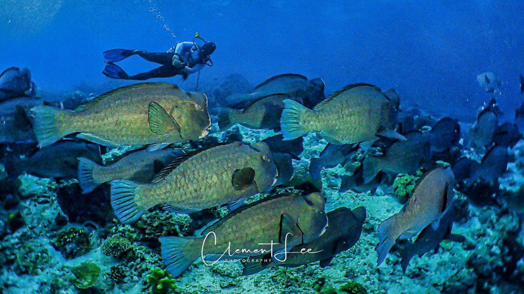 33 borneo divers mabul malaysia school of fish 3