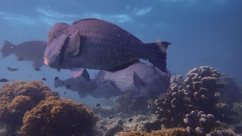 34 borneo divers mabul malaysia school of fish 4