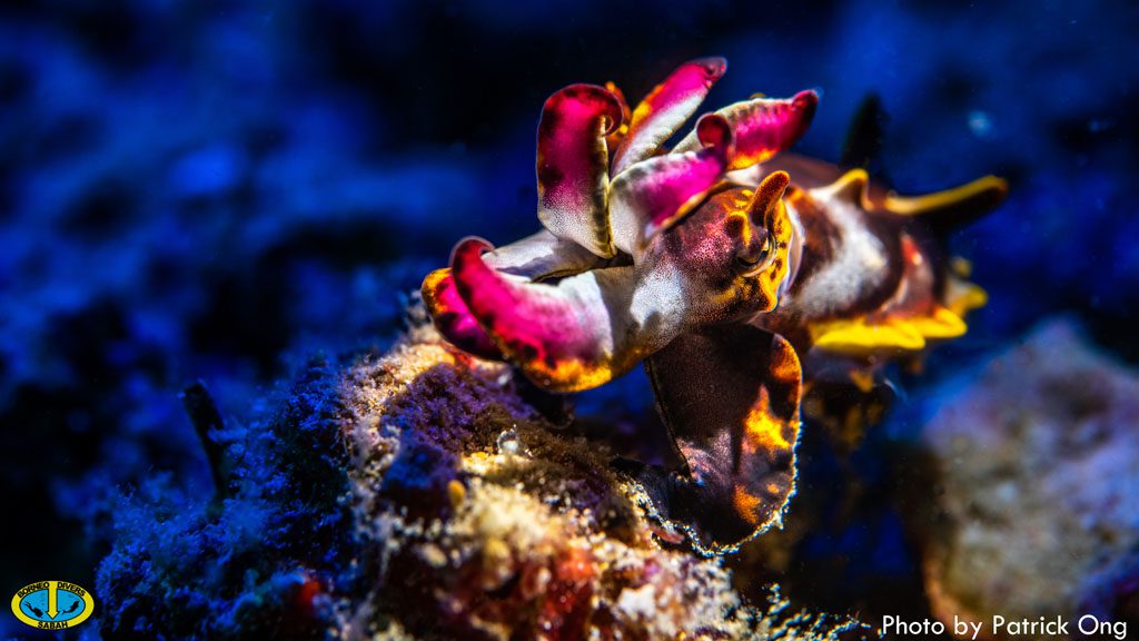 35 borneo divers mabul malaysia nudibranch 1