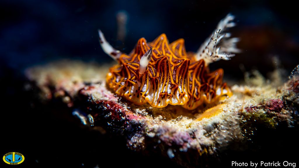 36 borneo divers mabul malaysia nudibranch 2