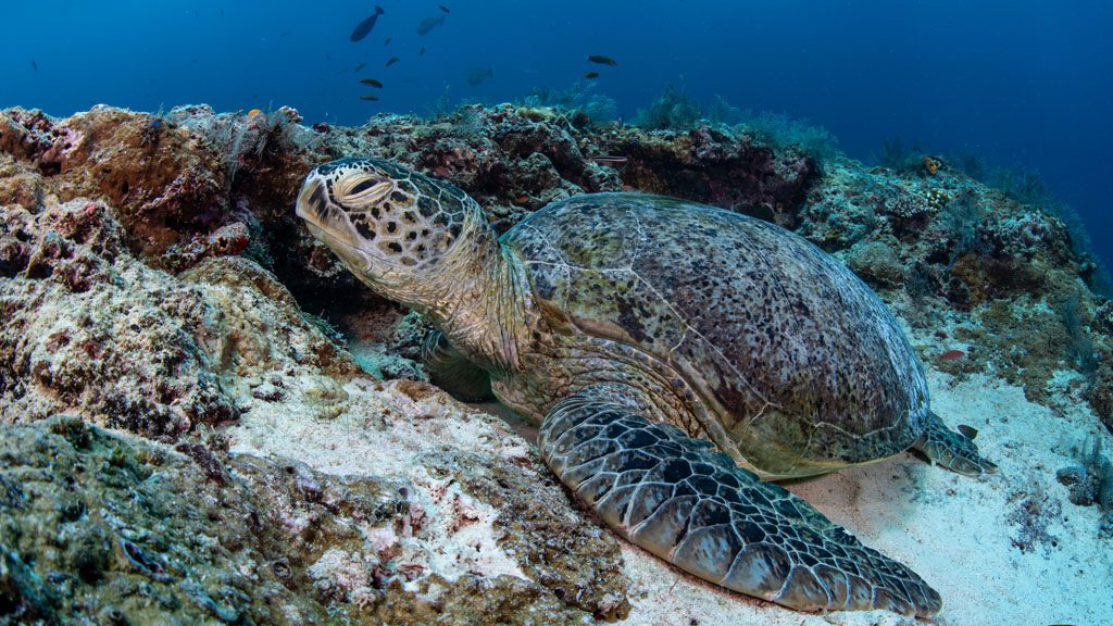 37 borneo divers mabul malaysia sea turtle 1