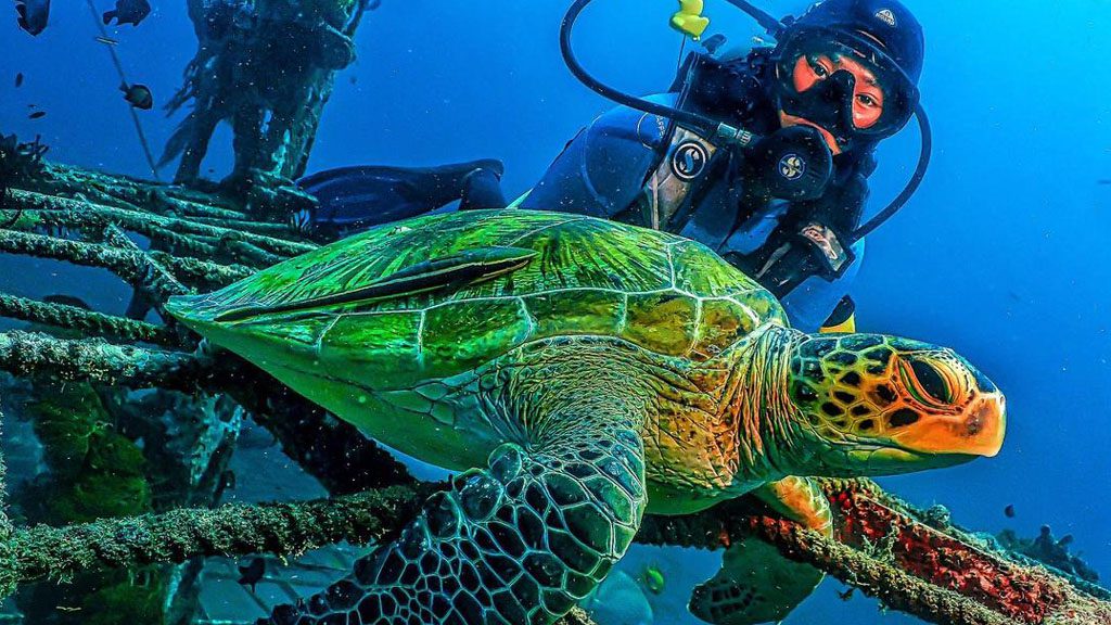 38 borneo divers mabul malaysia sea turtle 2