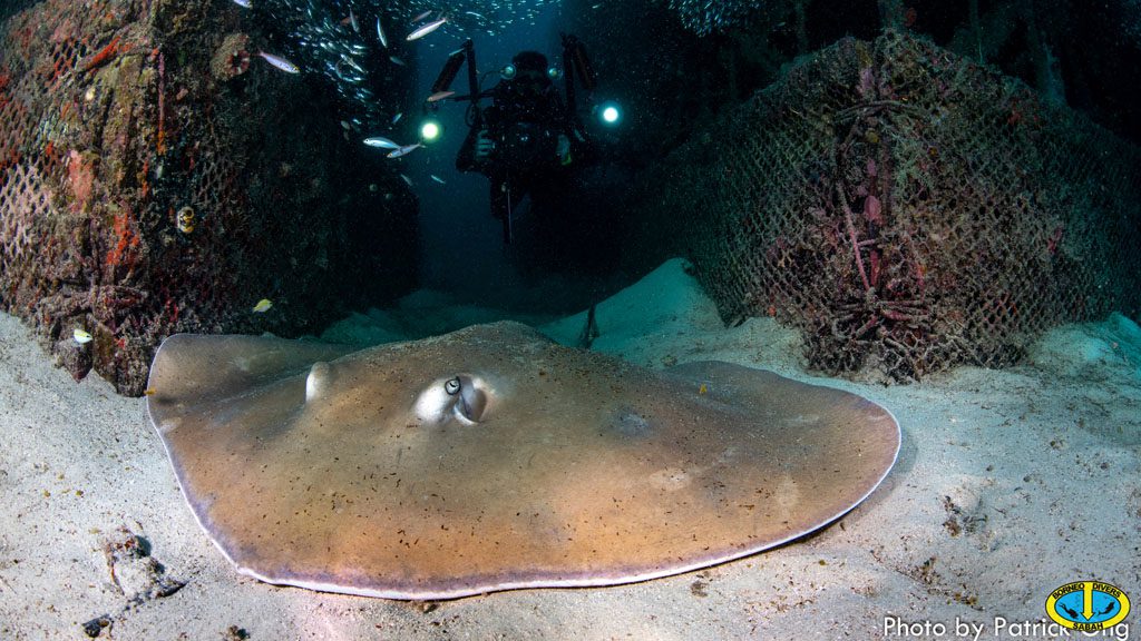 42 borneo divers mabul malaysia stingray