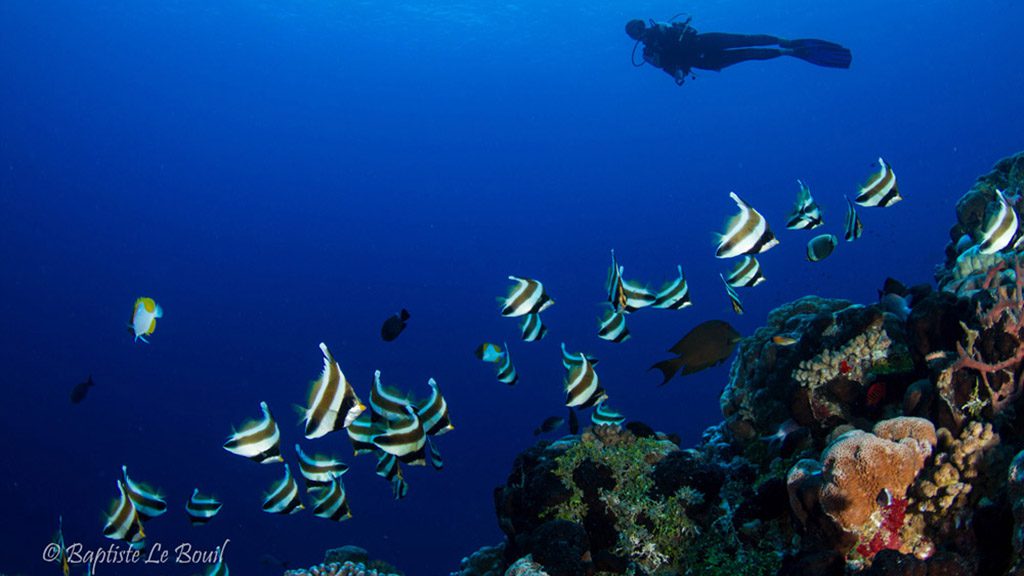 5 o2 fakarava dive fakarava french polynesia passe nord diver