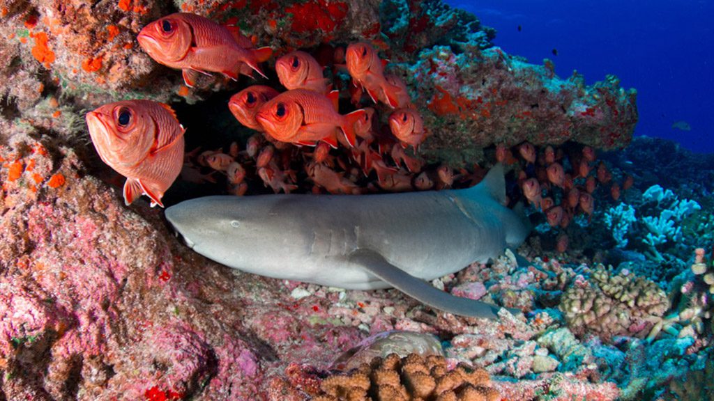 6 o2 fakarava dive fakarava french polynesia passe nord nurse shark