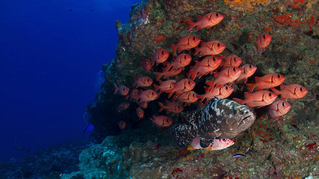 7 o2 fakarava dive fakarava french polynesia passe nord grouper